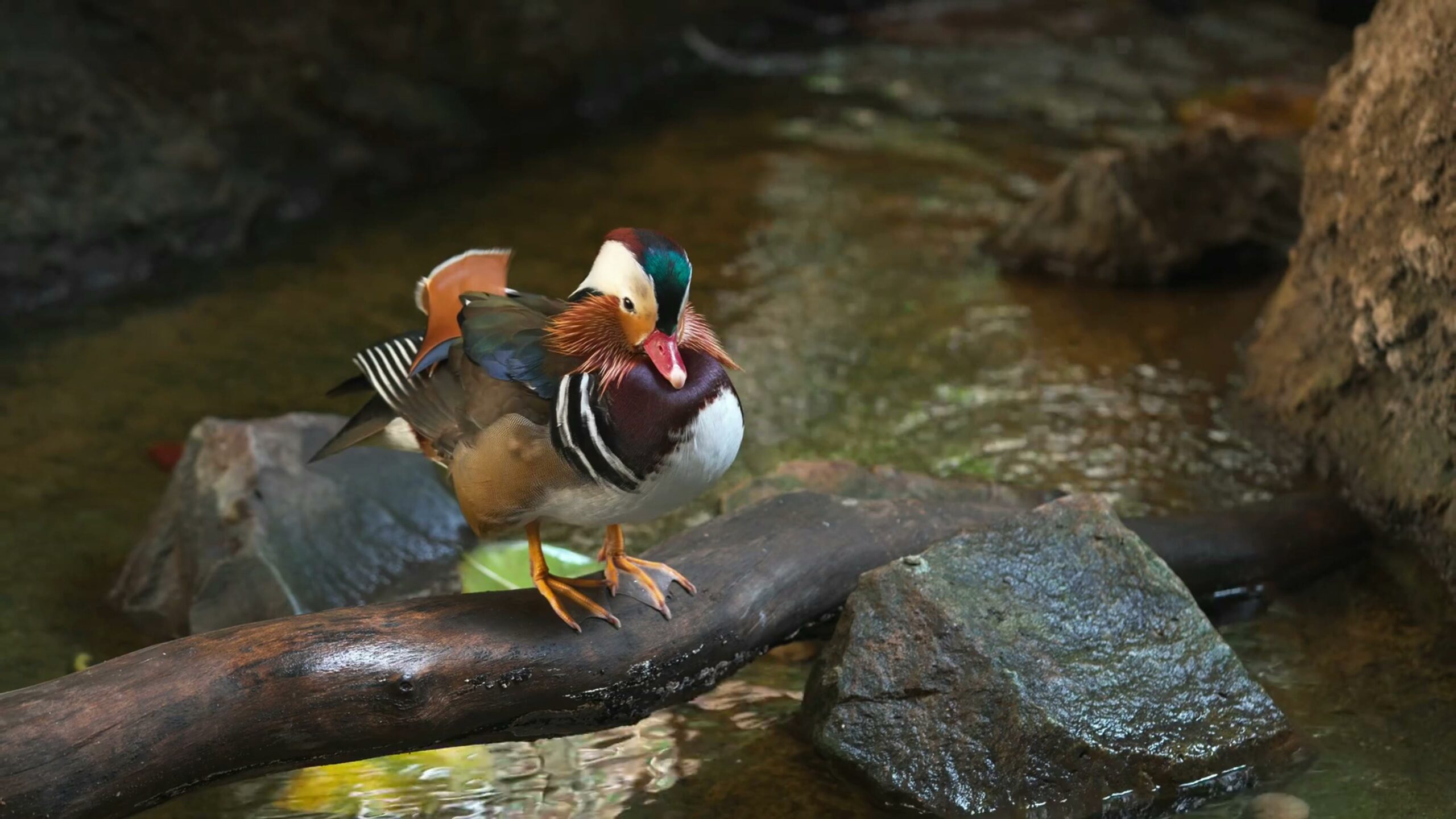 Free Images - Cover Photo