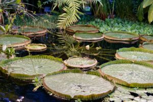 arboretum membership milestone - Cover Photo