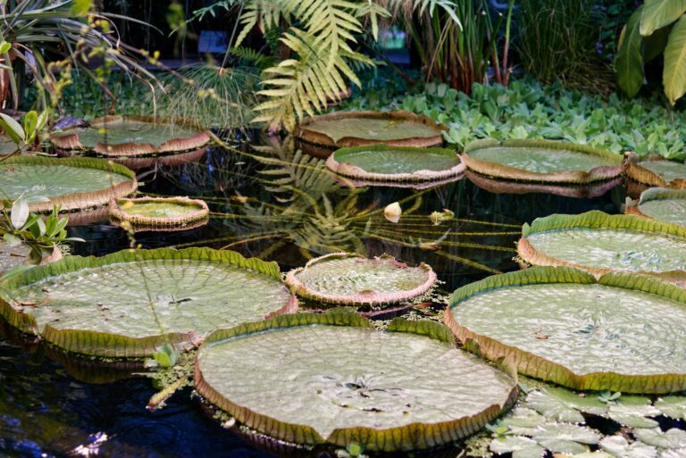 arboretum membership milestone - Cover Photo
