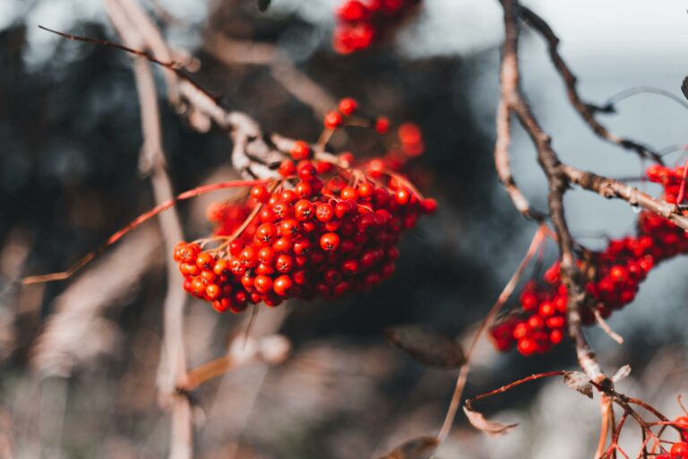 Instagram Influencer Score - Cover Photo